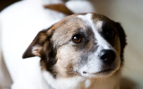 Chienne au regard doux, peut-être en attente d'un traitement pour grossesse nerveuse. Son pelage blanc et brun est bien visible.