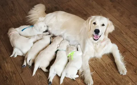 Une maman golden retriever veille sur ses adorables chiots, une scène touchante de naissance de chiot.