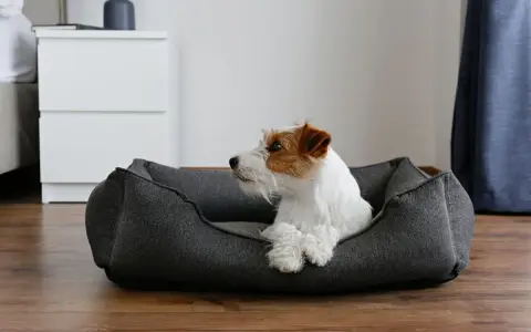 Un Jack Russell terrier blanc et roux se repose dans quel panier pour chien, un couchage gris confortable sur un parquet en bois.