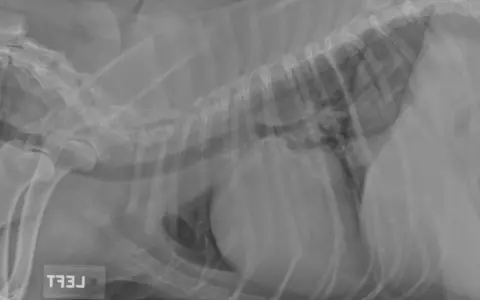 Radiographie latérale d'un chien montrant un œdème pulmonaire. Les poumons apparaissent opaques, signe d'une accumulation de liquide.
