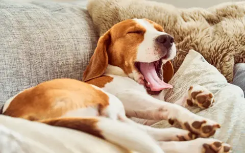 Un chien qui baille, un beagle endormi sur un canapé confortable, sa langue rose pendante.