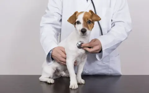 Un vétérinaire examine un petit chien blanc et brun avec un stéthoscope, vérifiant un possible souffle au cœur.