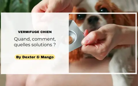 Main d'une personne sortant un comprimé de vermifuge chien d'une plaquette, pour son compagnon à quatre pattes.