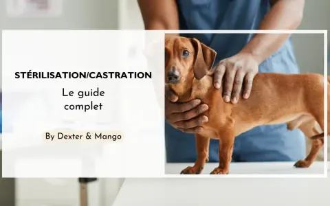 Un guide complet sur la stérilisation et la castration chimique du chien. Un vétérinaire examine un chien teckel.