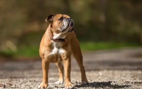 Un adorable bouledogue au pelage fauve, un de ces bulle dogs au regard fier, se tient sur un chemin caillouteux, profitant du soleil.