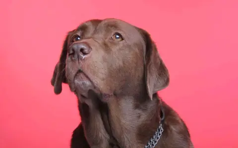 Un labrador brun au regard pensif, rappelant l'importance de la bonne santé pour une longue espérance de vie labrador.