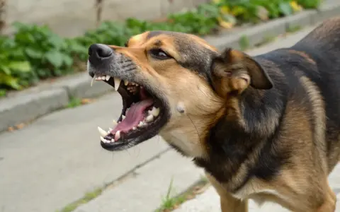 Gros plan sur un chien en colère, gueule ouverte, montrant ses crocs acérés. Il aboie fort, prêt à défendre son territoire.