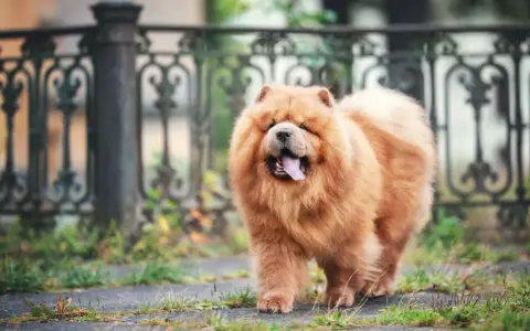 Un adorable chow chow roux, avec sa langue rose sortie, se promène près d'une grille ornementale.