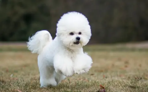 Un adorable bichon frisé court joyeusement dans l'herbe, sa fourrure blanche comme neige flottant au vent.