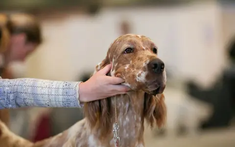 Un setter anglais lemon, au pelage tacheté, est caressé par une main.