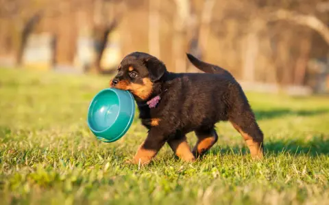 Un chiot Rottweiler porte sa gamelle, prêt à nourrir.