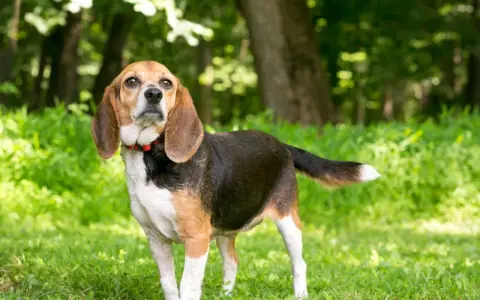 Un beagle chien longue oreille, au pelage tricolore, se tient dans l'herbe verte, le regard tourné vers le ciel.