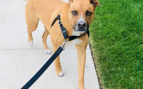 Chien brun portant un harnais anti-traction, marchant sur un trottoir à côté d'une pelouse verte.