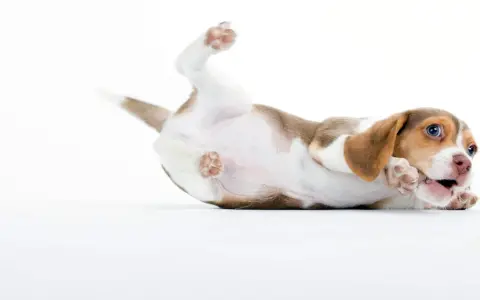 Un chiot beagle joueur se roule sur le dos, ses pattes en l'air. Il est en pleine phase de sevrage chiot, découvrant le monde avec curiosité.