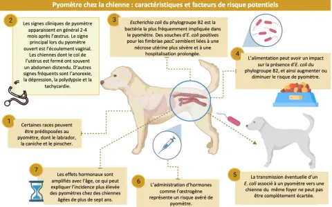 Illustration expliquant le pyomètre chez la chienne, une infection utérine grave. La bactérie E. coli est souvent en cause.
