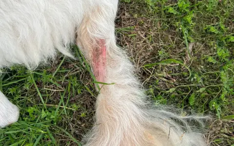 Zone rouge sur la patte d'un chien, signe d'un hot spot contagieux. La peau est irritée et le poil semble avoir été arraché.