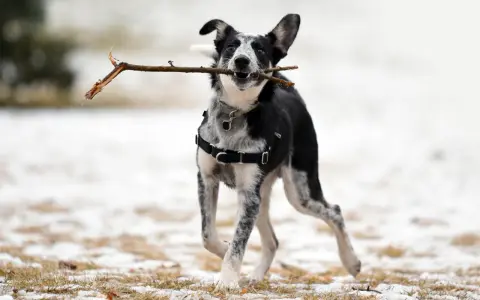 Chien joueur, tout excité, court avec un bâton dans la gueule, portant un harnais en t noir.