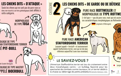 Un pit-bull, morphologie de type American Staffordshire Terrier, est représenté dans la catégorie des chiens dits "d'attaque".