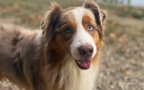 Berger australien aux yeux vairons, curieux de savoir à quel âge un berger australien se calme.