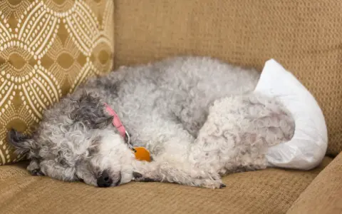 Une chienne endormie sur un canapé, portant une couche. Elle a un collier rose et une médaille orange.