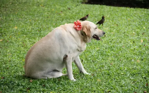 Labrador corpulent, orné d'une fleur rouge, sur l'herbe. Il est temps de penser à comment faire perdre du poids à un chien pour sa santé.