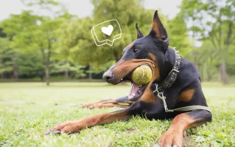 Doberman joueur avec une balle dans la gueule, un cœur stylisé au-dessus. Attention au **sabot pour chien danger** si la balle est trop petite.