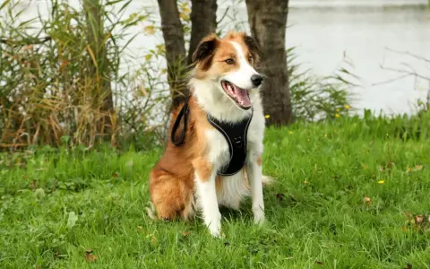 Chiot de 4 mois, heureux après sa promenade, assis dans l'herbe près d'un lac.