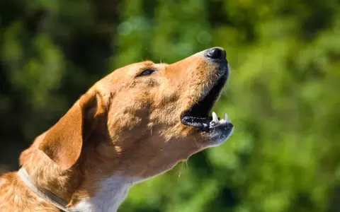 Un chien qui aboie tout le temps, la gueule ouverte, les dents visibles, sur fond vert flou.