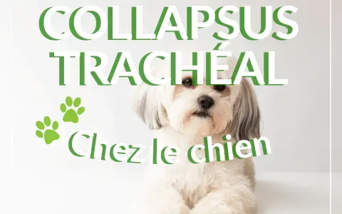 Un chien blanc aux poils longs regarde l'objectif. Le texte "COLLAPSUS TRACHÉAL Chez le chien" est superposé. L'espérance de vie est affectée.