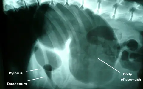 Radiographie montrant une dilatation de l'estomac d'un chien, avec le pylorus et le duodénum visibles.