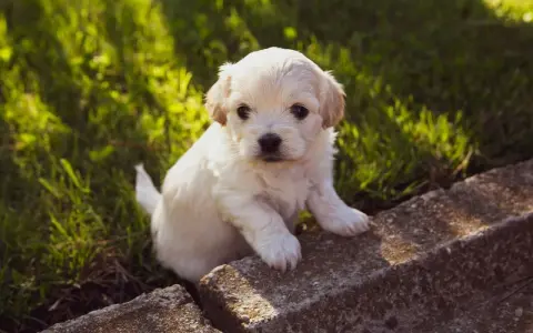 Adorable chiot blanc assis sur des pierres, dans l'herbe. Il est encore jeune, mais on se demande à quel âge un chiot est propre la nuit.