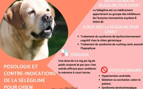Un labrador au gros plan, avec des informations sur la sélégiline pour chien, un traitement pour les chiens âgés.