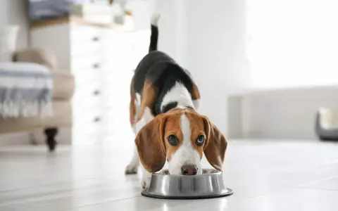 Un beagle mange dans sa gamelle. Il est important de connaître la quantité de viande pour un chien de 10 kg pour une alimentation équilibrée.