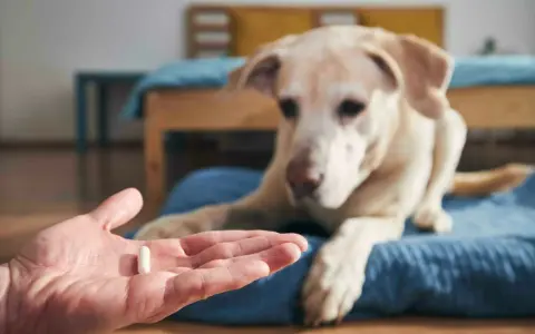 Main d'une personne tenant une pilule, un chien blanc regarde attentivement. Ce pourrait être une vitamine K pour chien.