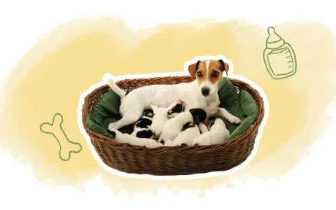 Une maman chien veille sur sa portée de chiots de 2 semaines, blottis dans un panier douillet.