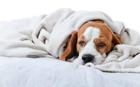 Un beagle fatigué, emmitouflé dans une couverture, semble souffrir d'un gastro chien contagieux.