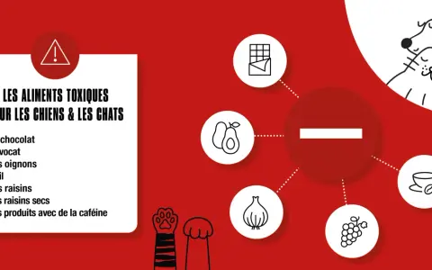 Liste des aliments toxiques pour chiens et chats : chocolat, avocat, oignons, ail, raisins, raisins secs, caféine. Protégez votre animal !