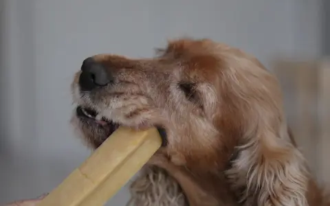 Un chien ronge un fromage de yak. Attention, ce type de friandise peut présenter un danger pour votre chien.