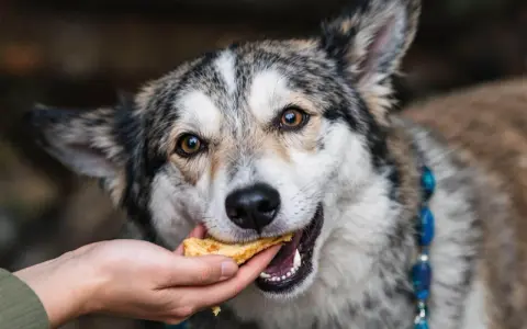 Un chien mange une friandise. Attention, certaines friandises pour chien peuvent présenter un danger.