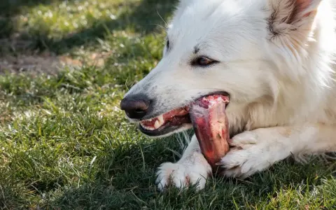 Un chien blanc savoure un os à mâcher chiot sur l'herbe.