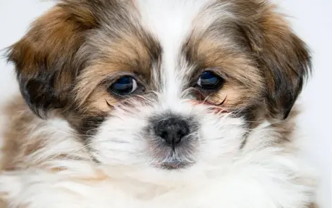 Adorable chiot, une race de petit chien affectueux, aux grands yeux bleus et au pelage doux.