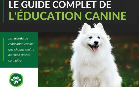 Un chien blanc heureux, assis dans l'herbe. Le guide complet de l'éducation canine. Est-ce que les chiens pensent ?