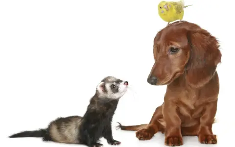 Un furet curieux regarde un chien teckel brun, avec un petit oiseau jaune perché sur la tête du chien.