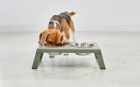 Un beagle mange dans une gamelle surélevée. Attention, une gamelle surélevée chien danger pour les chiens qui mangent trop vite.