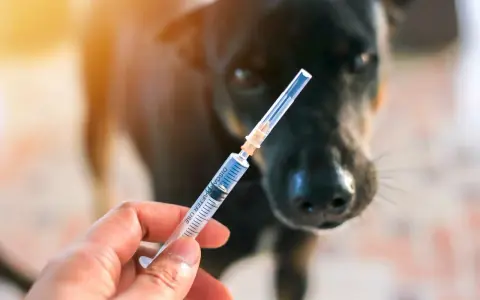 Une main tient une seringue devant un chien noir. La question est : un chien vacciné peut-il attraper la rage ?