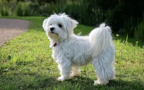 Un adorable bichon maltais blanc, au poil long et soyeux, se tient fièrement dans l'herbe verte.