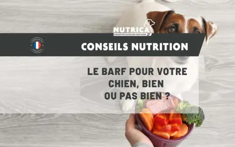Un chien regarde un bol de légumes et de viande, posé sur un fond en bois. Le texte "Conseils Nutrition" et "Le BARF pour votre chien, bien ou pas bien ?" est affiché.