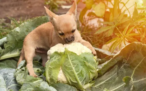 Un adorable chiot chihuahua découvre un chou-fleur dans le potager. Ce petit chou chien semble intrigué par ce légume géant.