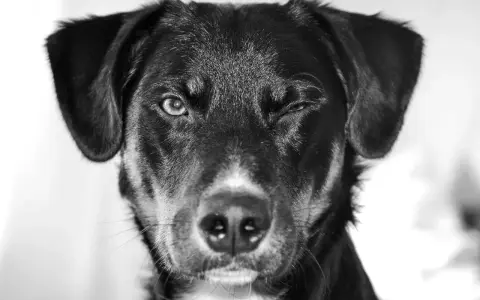 Un chien noir fait un clin d'œil, son œil gauche ouvert, suggérant une consultation en ophtalmologie vétérinaire.