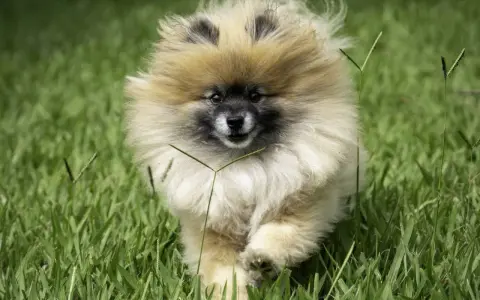 Un adorable Spitz nain court dans l'herbe. Il est encore jeune, mais on se demande à quel âge un spitz nain est propre.